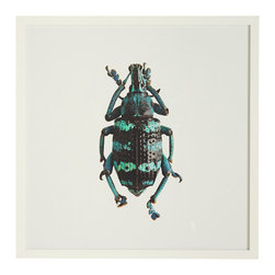 BEETLE WALL ART - BLUE WEEVIL - Fine Art Prints