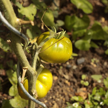 Tomates evergreen