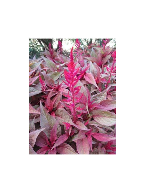 Dragon S Breath Beautiful Celosia Drooping Sos