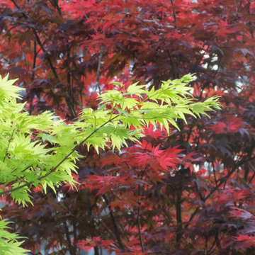 Japanese Maples
