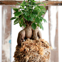 Pot Belly Fig Kokedama - Products