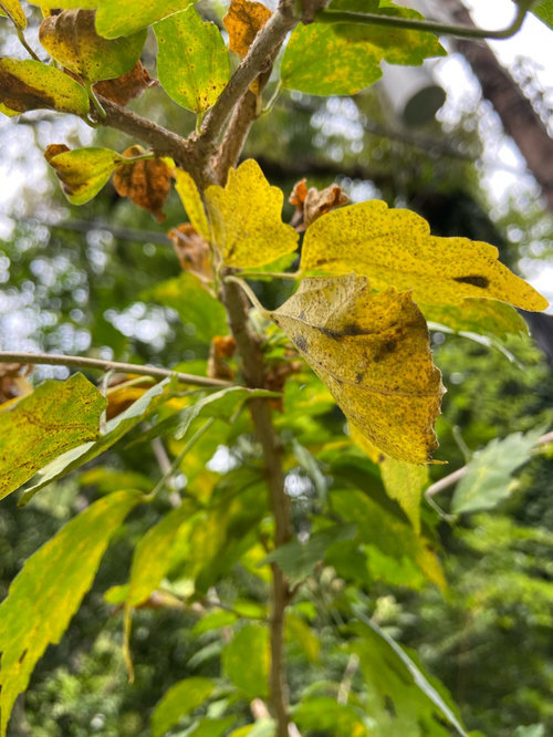 Rose Of Sharon Leaves Turning Yellow - Rose Of Sharon Diseases Pictures