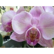 Tricia Paton's photo