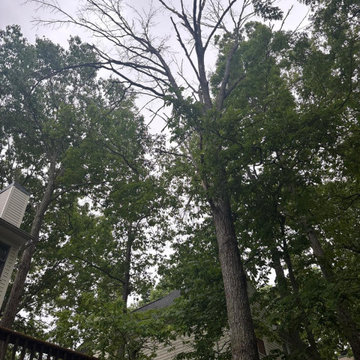 Complete Outdoor Property Improvement and Tree Service