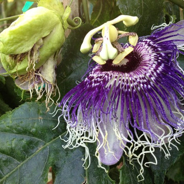 Hummingbird and Butterfly Garden