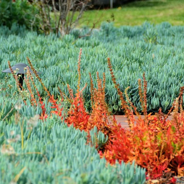 drought tolerant conversion with color