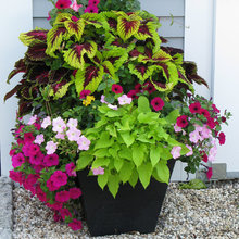Container Planting Guides