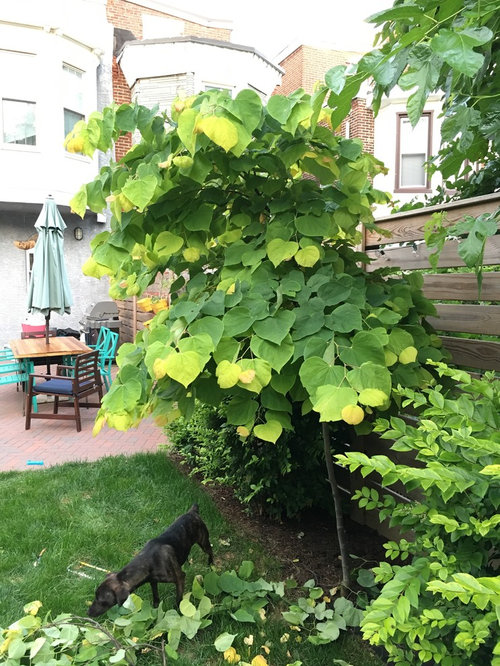 Help Pruning a Young Tree (Eastern Redbud)