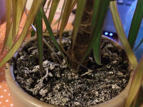 How To Stop My Dragon Plant From Dying