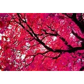 Lee Bùiさんの写真