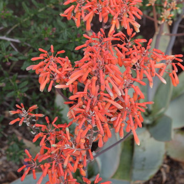 Aloe Sp's Coral Blooms