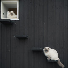 katter