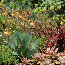 Front and backyard planting ideas July 2020