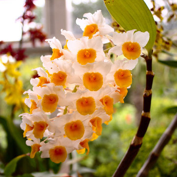 Pineapple Orchid