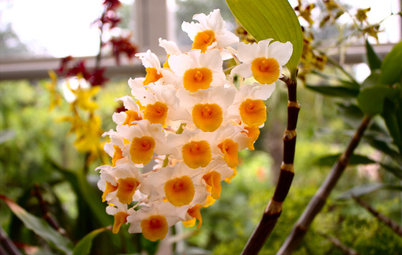 Orchids 101: Try Something Different With Dendrobiums