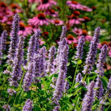 Landscape Design - Plant Combinations