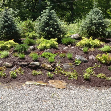 Evergreens at the Foothills
