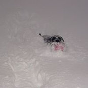 Pete Van Stee's photo