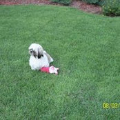 Tim Watsons billede