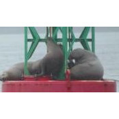 Laura Semento's photo