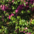 Foto de perfil de JARDINEROS JDPER