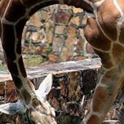 Shari Ryerson's photo