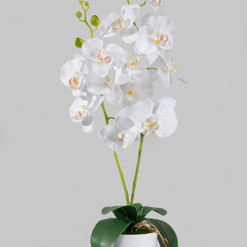 Serene Spaces Living White Phalaenopsis Orchid in White Ceramic Pot