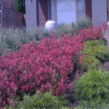 Contemporary Native Australian Garden