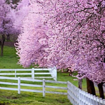 Gorgeous | Spring Gardens | Northeast