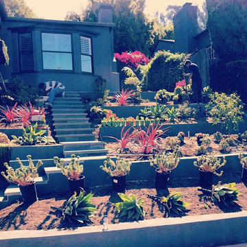Succulent Terraces - Silver Lake