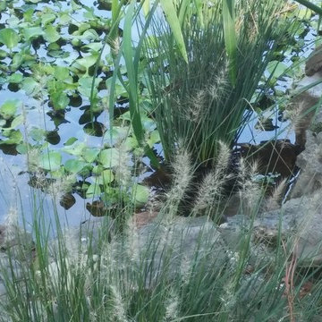 Asian Inspired Koi Pond