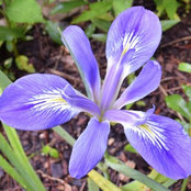 Iris GW's photo