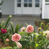 Lisa D's photo