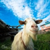 Alp Ariti's photo