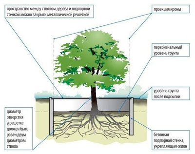 Сохранение деревьев на участке