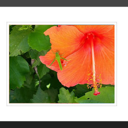 Fine Art Prints-Photographic-Grasshopper on Hibiscus - Fine Art Prints