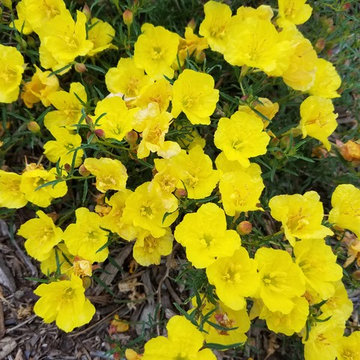 Mission Viejo Front Yard