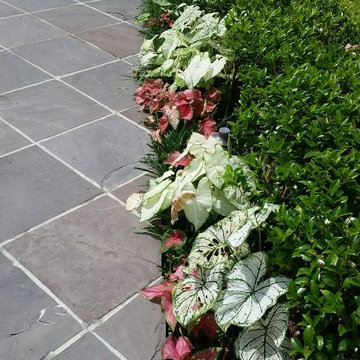 Snapdragons, Violas, and Allysum