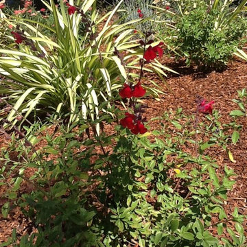 Garden for Entertaining