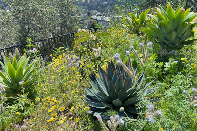 Foto de jardín de secano moderno de tamaño medio en primavera en ladera con paisajismo estilo desértico, exposición total al sol, gravilla y con metal