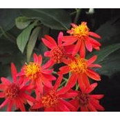 Paula Cooper's photo