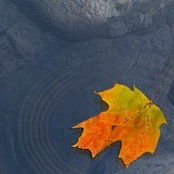 Russell Williams's photo