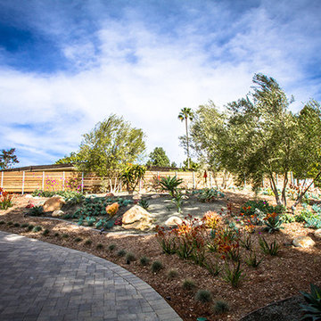 Olive Trees