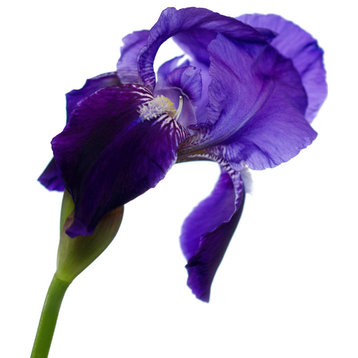Iris On White Nature Photography, Floral Unframed Wall Art Print, 12" X 16"