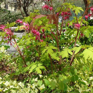 Shade garden