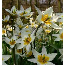 Sandi 2019 fall bulbs