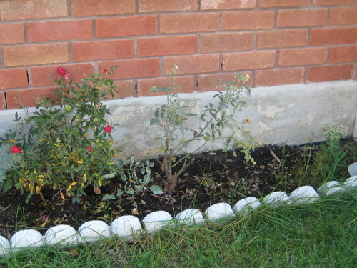 My Roses Don T Grow And Bloom I Put Fresh Garden Soil And Using Miracle Gro Rose Food But My Plants Dont Grow Well See The Attached Picture Thanks For Help