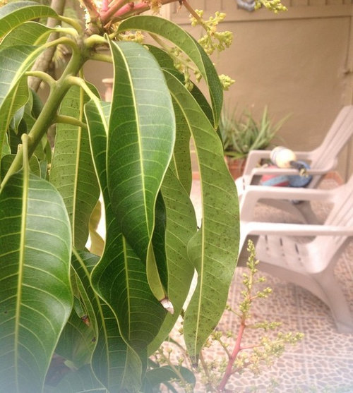 Back of leaves turning black on Mango tree