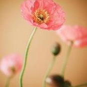 Desiree Latchaw's photo