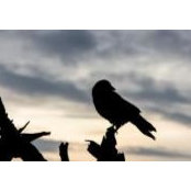 Ian Burmaster's photo
